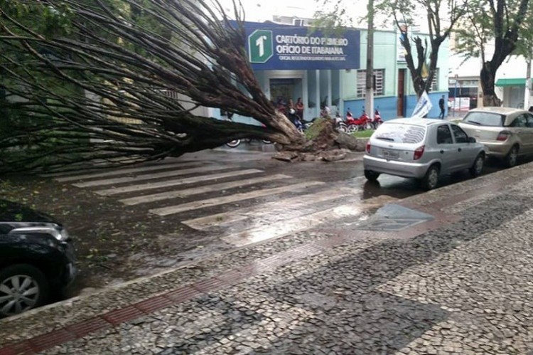 Árvore cai durante chuva na Praça Fausto Cardoso, em Itabaiana