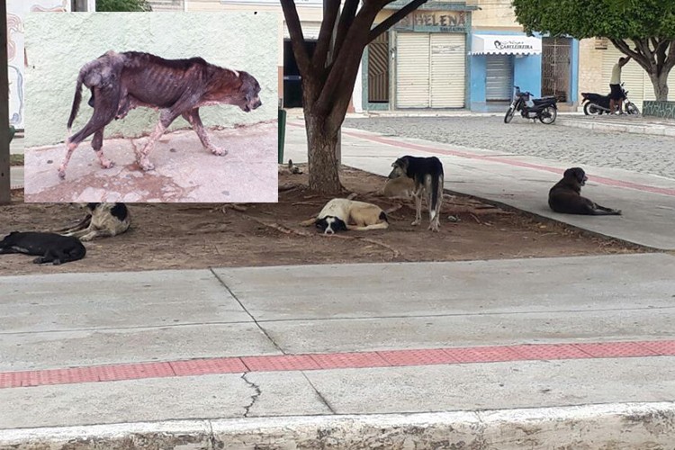 Cães abandonados nas ruas preocupa moradores de Monte Alegre (SE)