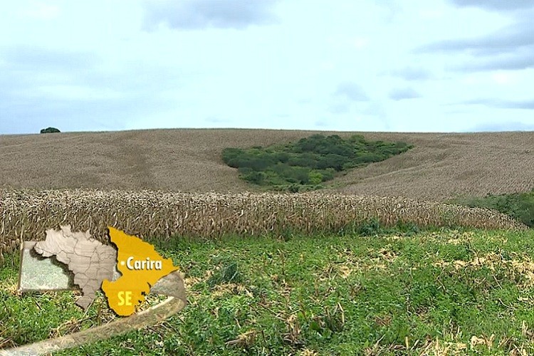 Globo Rural: chuvas garantem boa safra de milho em Carira, maior produtor do estado