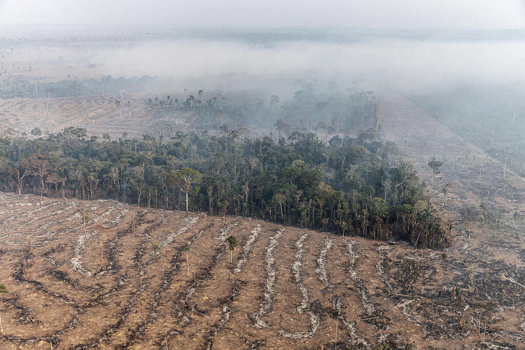 Desmatamento cai pela metade na Amazônia nos últimos 2 anos; degradação mais que dobrou no mesmo período