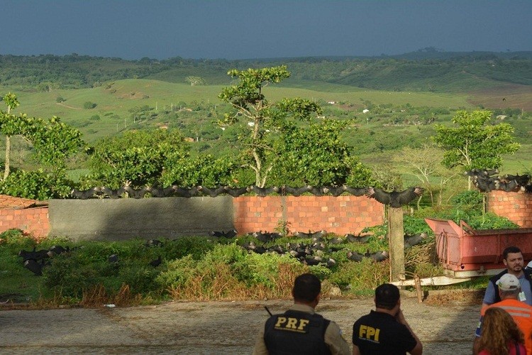 Matadouros irregulares são interditados em Sergipe