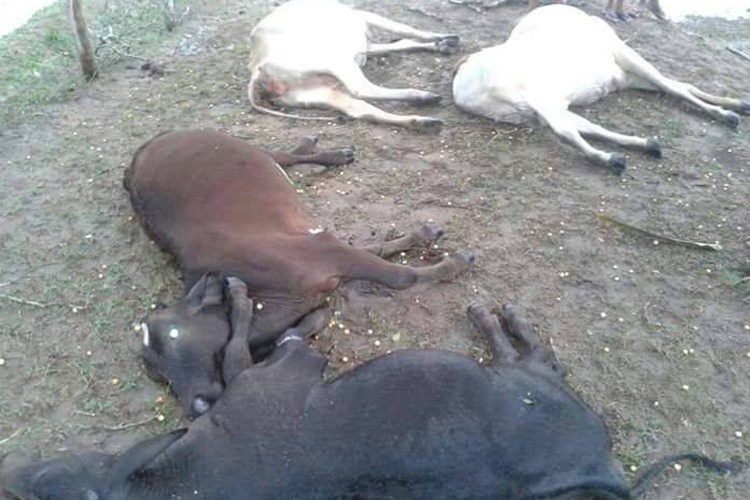 Raio atinge propriedade rural e mata 04 vacas em povoado de Tobias Barreto (SE)